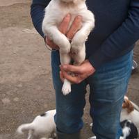 Cuccioli di seter inglese