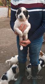 Cuccioli di seter inglese