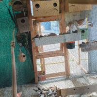 Diamanti mandarino calopsite e passeri del Giappon