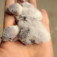 Inseparabili calopsiti cocoriti