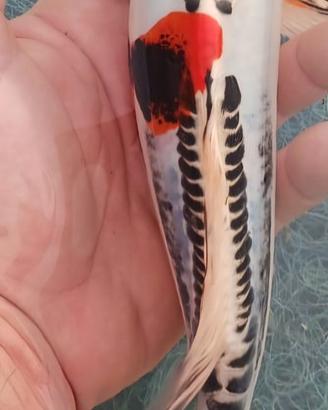 Animali