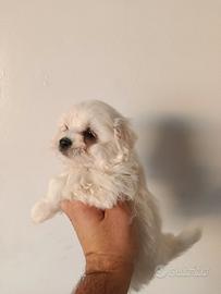 Cuccioli di maltipoo Piccini