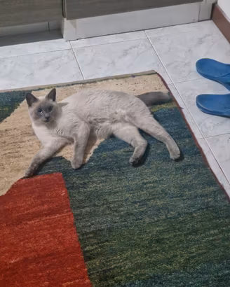 Gatto Bobtail Maschio
