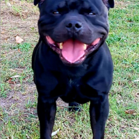 Staffordshire bull terrier 2mesi