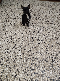 CSS chihuahua mini Toy con pedigree