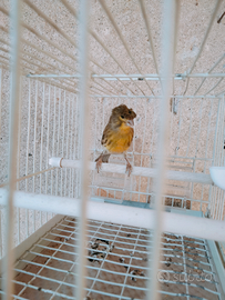 Ibrido verzellina femmina