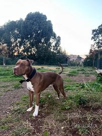 Canne per accoppiamento