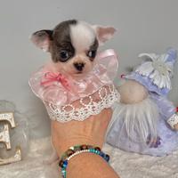 Cucciola Chihuahua Pedigree Enci