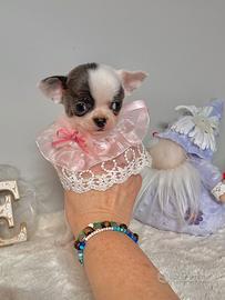 Cucciola Chihuahua Pedigree Enci