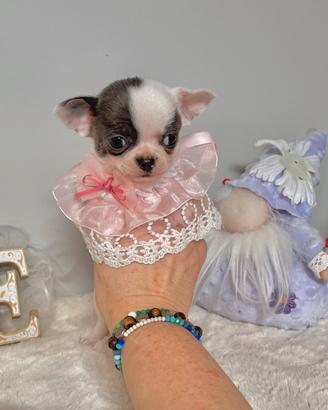 Cucciola Chihuahua Pedigree Enci