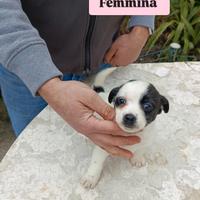Jack Russell