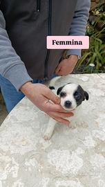 Jack Russell