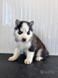 Siberian Husky con pedigree enci