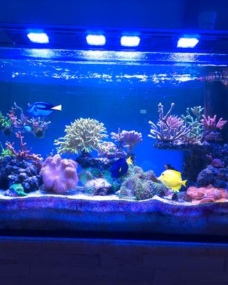 Acquario