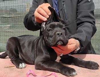 Cuccioli cane Corso
