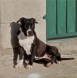 American Staffordshire Terrier