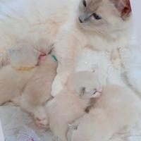 Ragdoll cuccioli con pedigreree