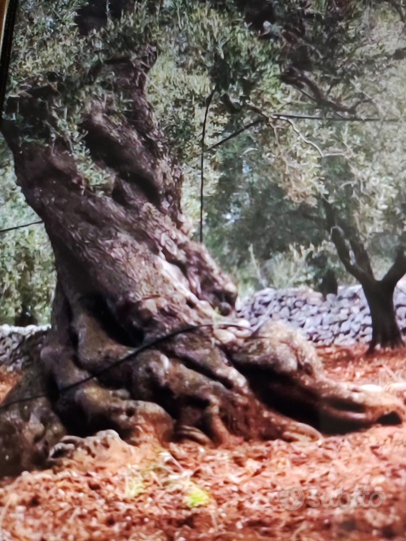 Trullo con terreno e ulivi - Altro