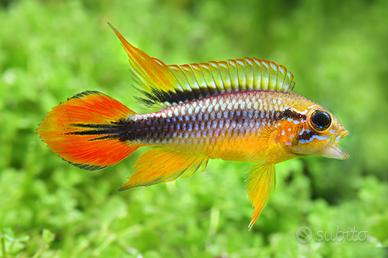 Ciclidi sudamericani