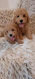Cuccioli pura razza Barboncino Nano