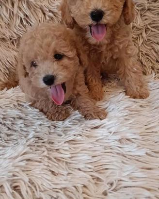 Cuccioli pura razza Barboncino Nano