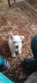 West highland terrier
