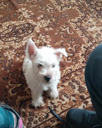 West highland terrier