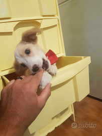 Cucciolo di due mesi a zamba corta