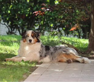 Prenotazione cuccioli Australian shepherd/Pastore