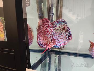 pesci discus 