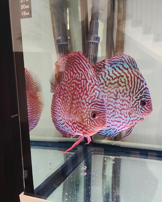 pesci discus 