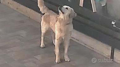 Cucciolo barboncino x golden retriver