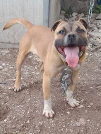 Staffordshai bull terrier