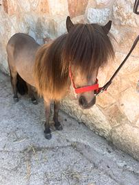 Pony Falabella