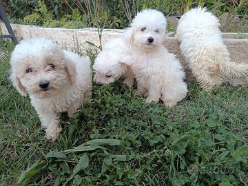 Cuccioli barboncino toy