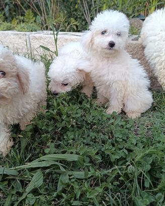 Cuccioli barboncino toy