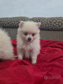 Spitz pomerania