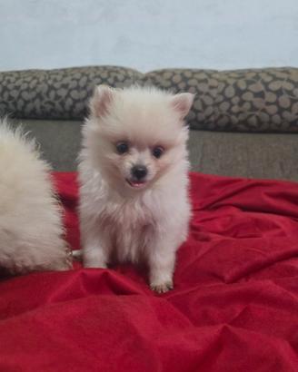 Spitz pomerania