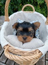 Cucciola yorkshire