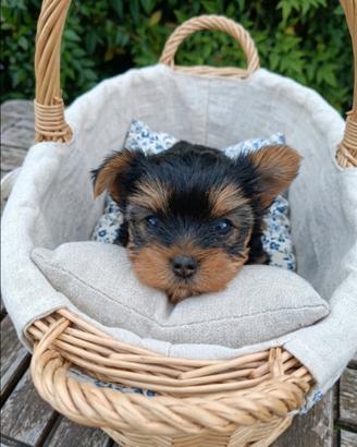 Cucciola yorkshire