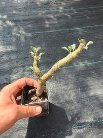 Monsonia/Sarcocaulon crassicaulis pianta