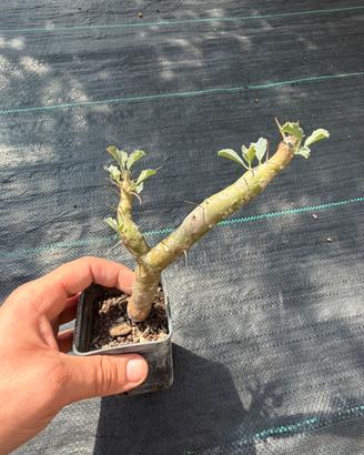 Monsonia/Sarcocaulon crassicaulis pianta