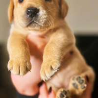 Cuccioli labrador retriver