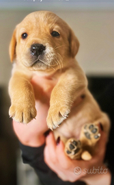 Cuccioli labrador retriver