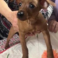 Cuccioli pinscher nani