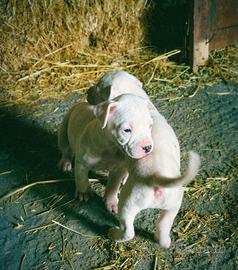 Cucciola dogo argentino