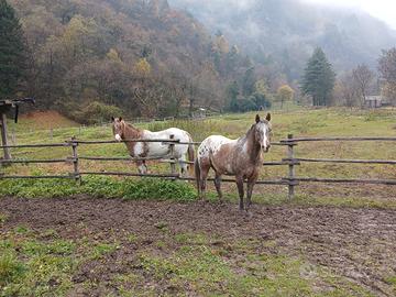Cavalla Appaloosa