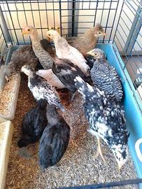 Pulcinotti 2 mesi pura razza