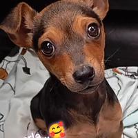 Pincher nana femmina 3 mesi