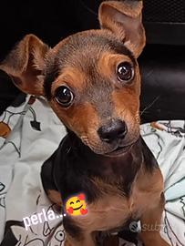 Pincher nana femmina 3 mesi